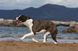 AMSTAFF ADULT 279